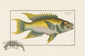 BLOCH FISH 258